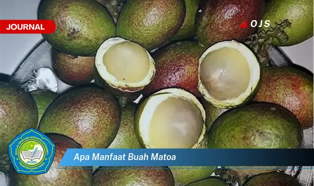 apa manfaat buah matoa