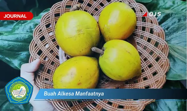 buah alkesa manfaatnya