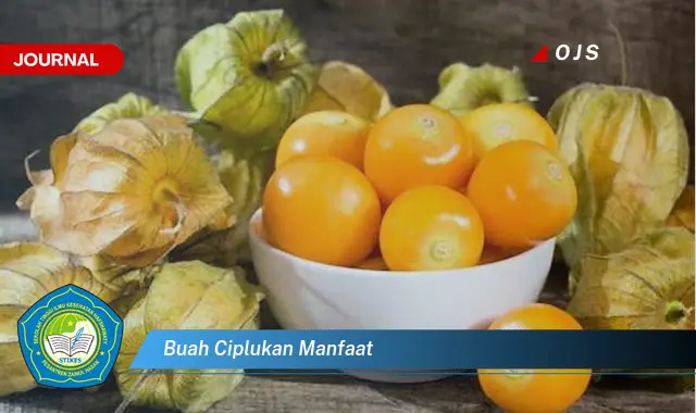 buah ciplukan manfaat