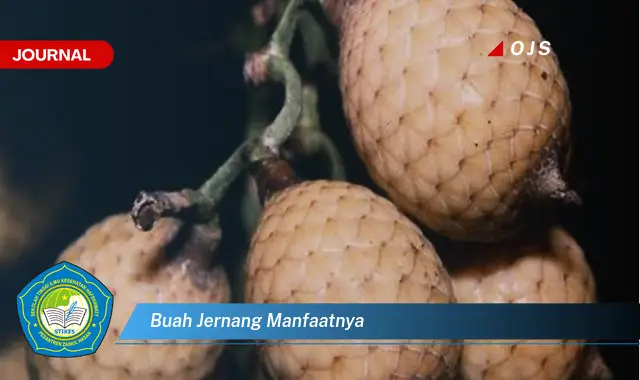 buah jernang manfaatnya