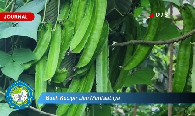 Ketahui 6 Manfaat Buah Kecipir yang Bikin Kamu Penasaran - E-Journal