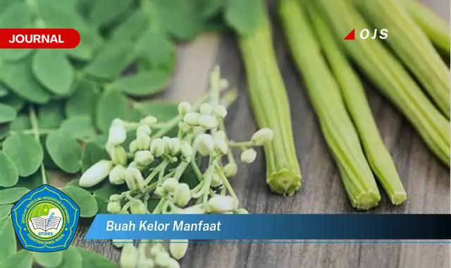 buah kelor manfaat buah kelor manfaat