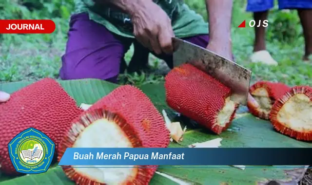 buah merah papua manfaat