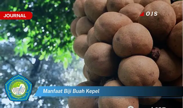 manfaat biji buah kepel