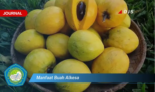 manfaat buah alkesa