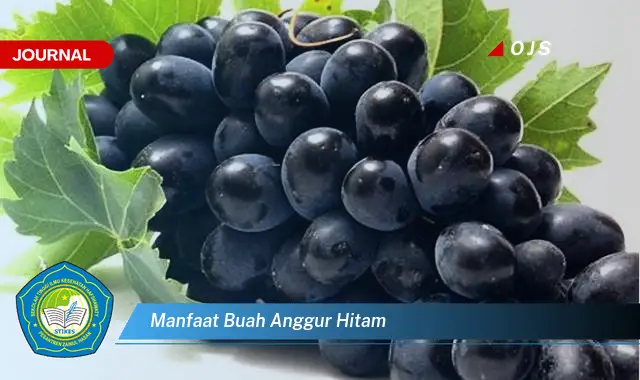 manfaat buah anggur hitam manfaat buah anggur hitam
