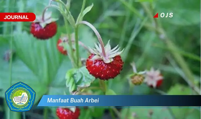 manfaat buah arbei