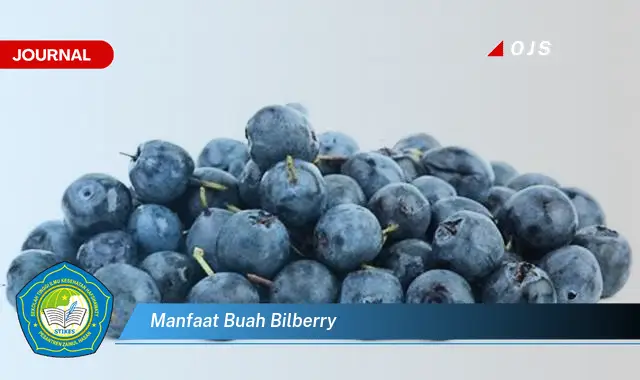 manfaat buah bilberry manfaat buah bilberry