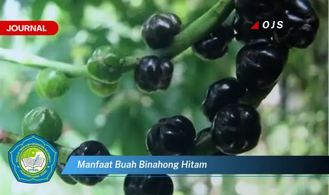 manfaat buah binahong hitam