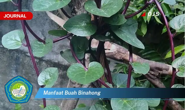 manfaat buah binahong manfaat buah binahong