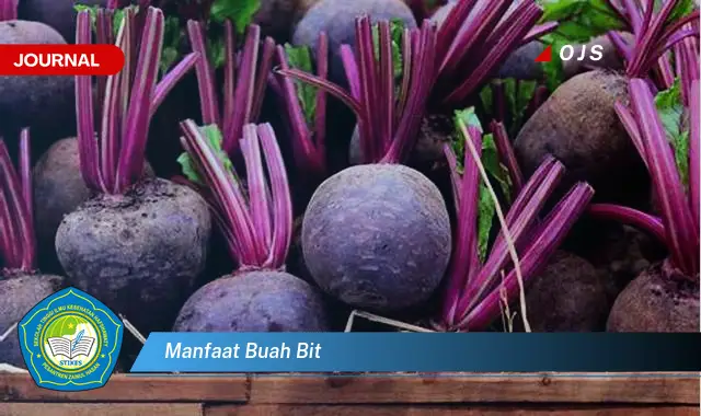 manfaat buah bit