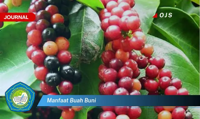 manfaat buah buni