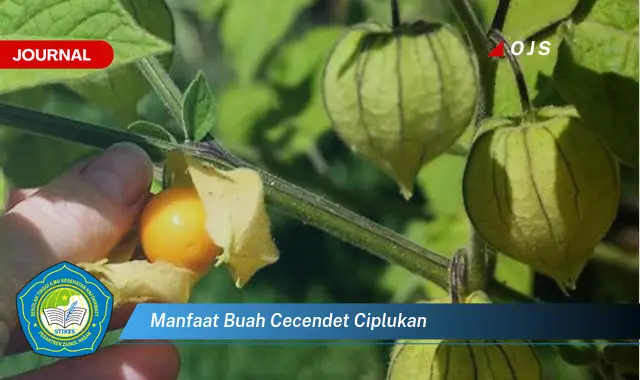 manfaat buah cecendet ciplukan