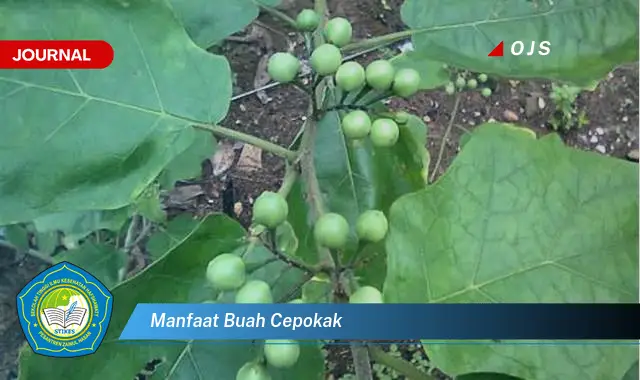 manfaat buah cepokak manfaat buah cepokak