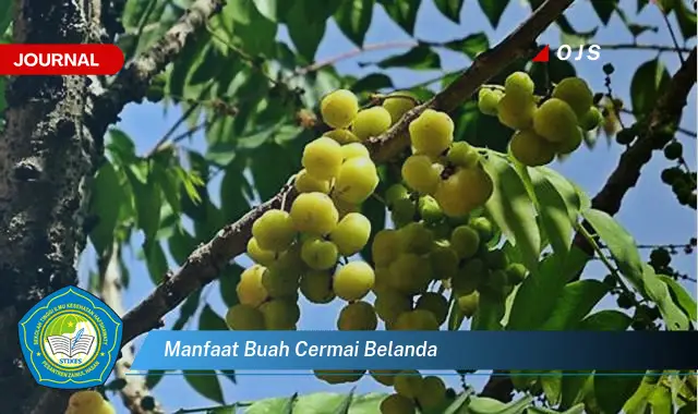 manfaat buah cermai belanda