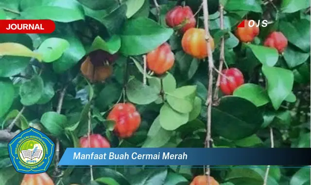 manfaat buah cermai merah