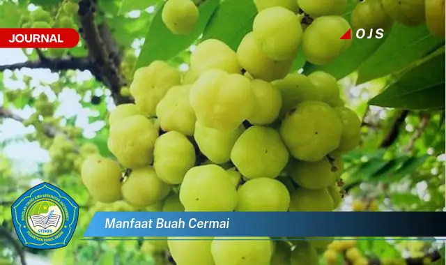 manfaat buah cermai