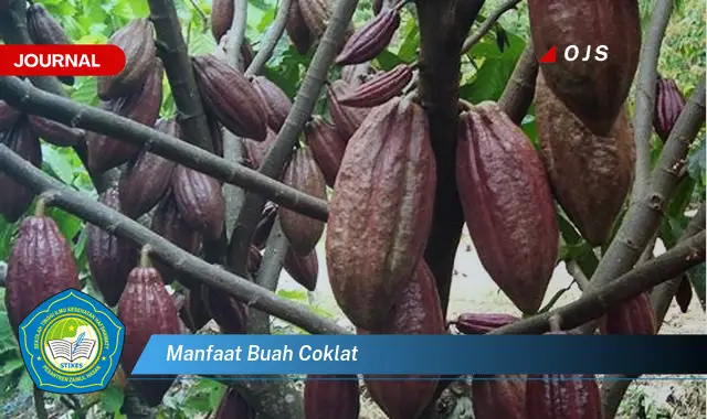manfaat buah coklat