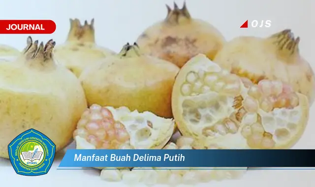 manfaat buah delima putih