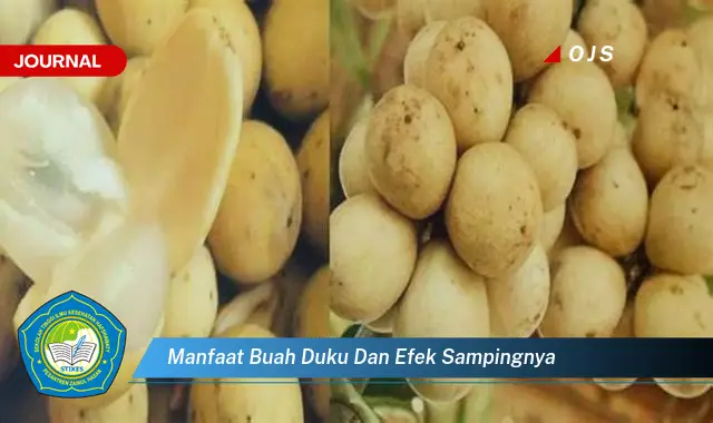 manfaat buah duku dan efek sampingnya