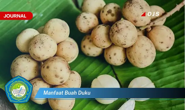 manfaat buah duku