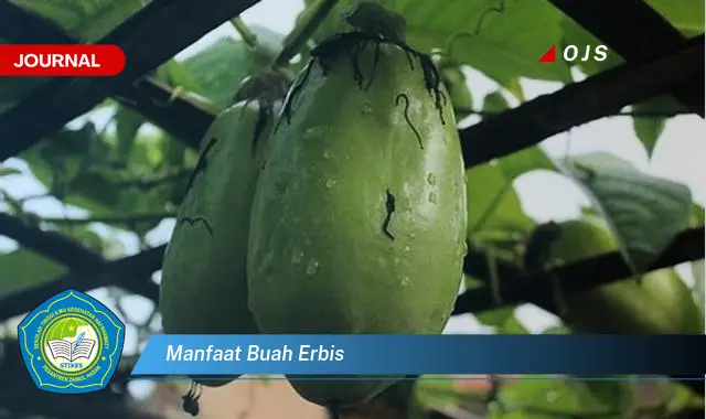 manfaat buah erbis