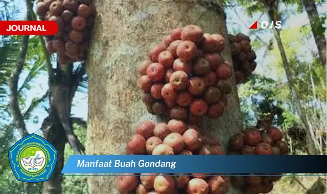 manfaat buah gondang