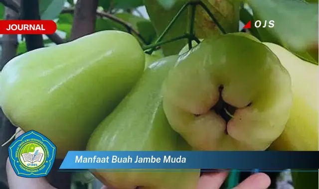manfaat buah jambe muda manfaat buah jambe muda
