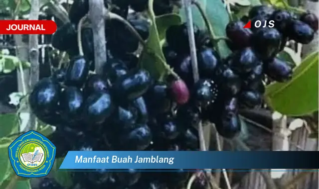 manfaat buah jamblang