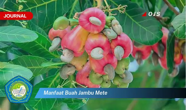 manfaat buah jambu mete