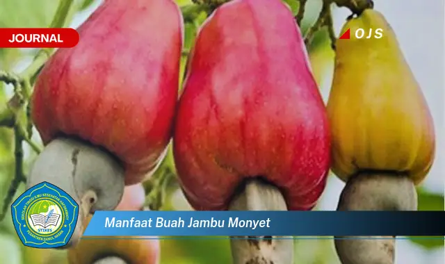 manfaat buah jambu monyet