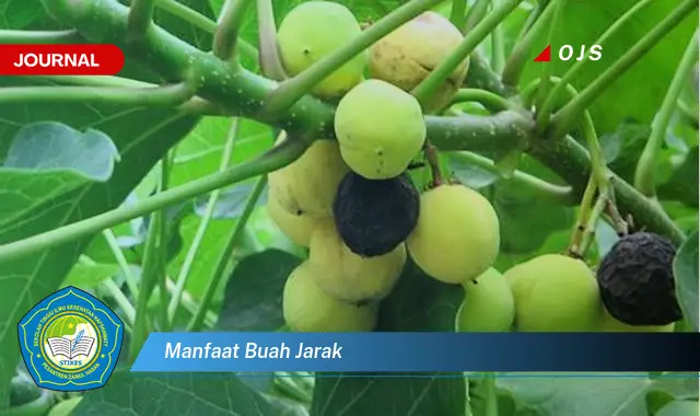 manfaat buah jarak