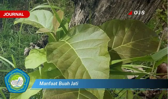 manfaat buah jati