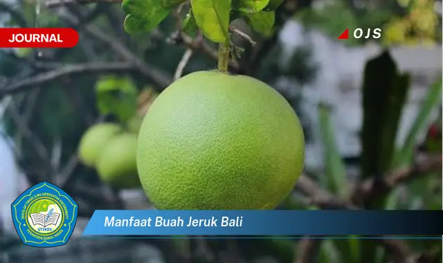 Temukan 6 Manfaat Buah Jeruk Bali yang Bikin Kamu Penasaran - E-Journal