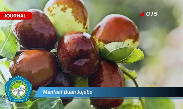 Temukan Manfaat Buah Jujube Yang Bikin Kamu Penasaran E Journal