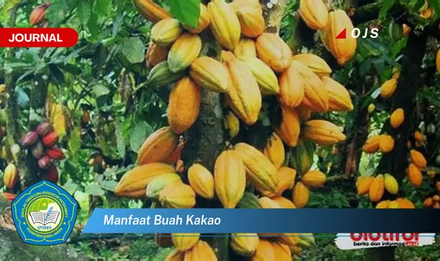 manfaat buah kakao