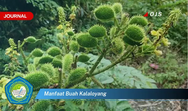 manfaat buah kalaloyang