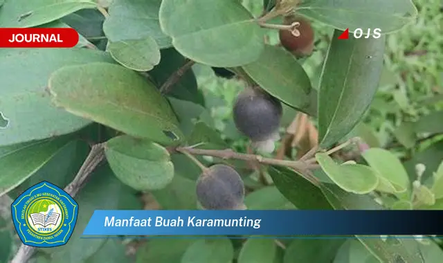 manfaat buah karamunting