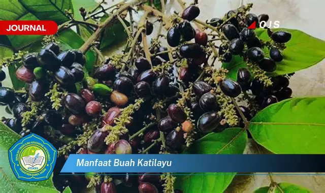 manfaat buah katilayu