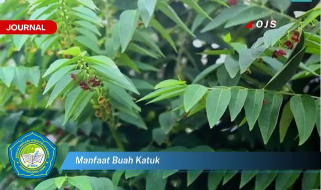 manfaat buah katuk