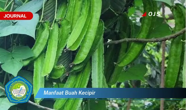 manfaat buah kecipir manfaat buah kecipir