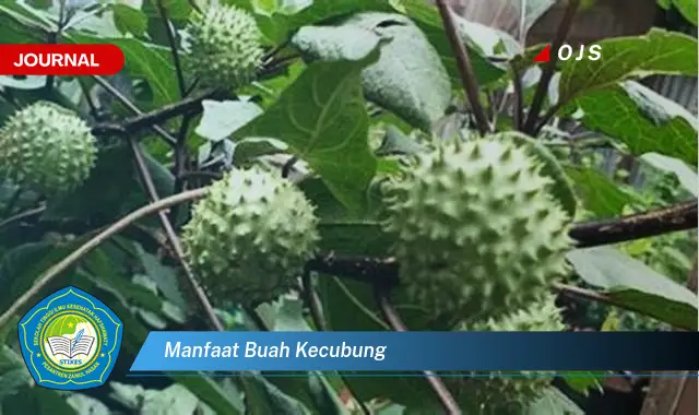 manfaat buah kecubung