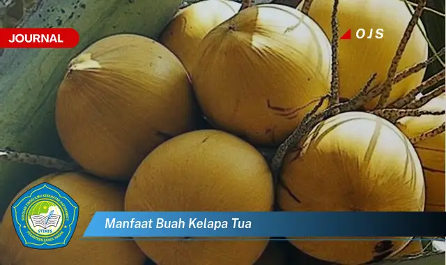 manfaat buah kelapa tua