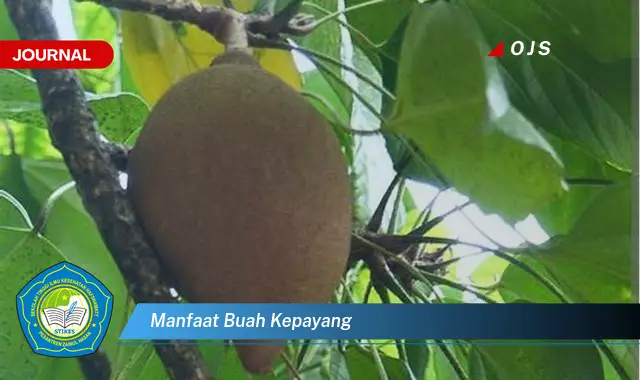 manfaat buah kepayang