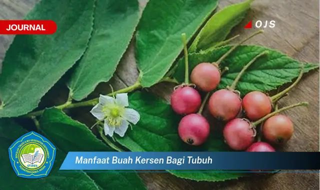 manfaat buah kersen bagi tubuh