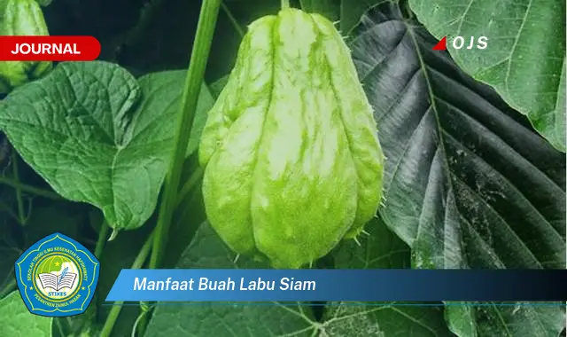 manfaat buah labu siam