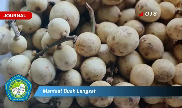 manfaat buah langsat manfaat buah langsat
