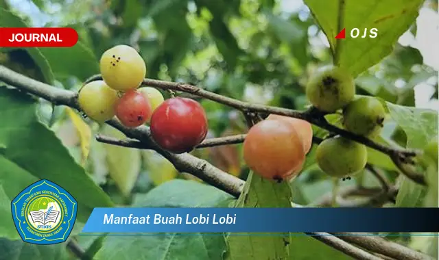 manfaat buah lobi lobi