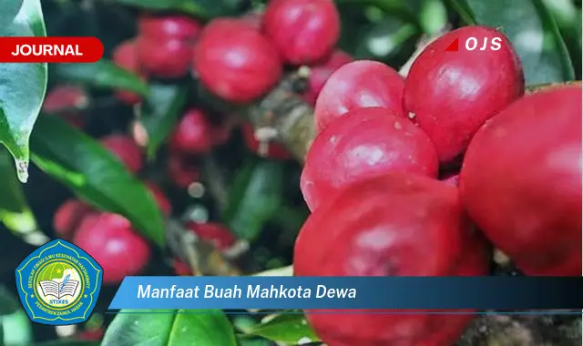 manfaat buah mahkota dewa