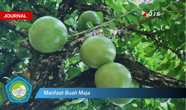 manfaat buah maja